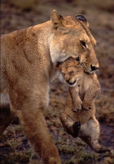 Lioness and her baby