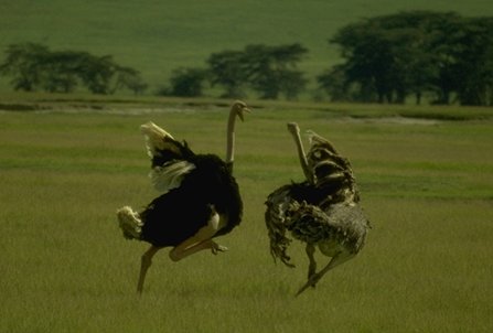 dancing ostriches