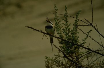 white-throated beeeater