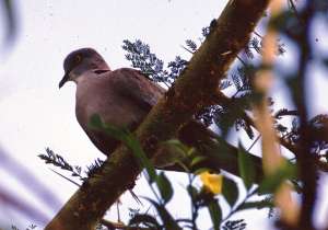 mouring dove