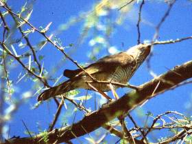 little sparrowhawk