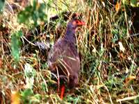 red-necked spurfowl