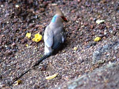 Bue-naped Mousebird