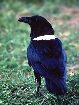 pied crow