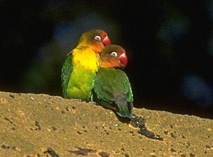 yellow-collared lovebird