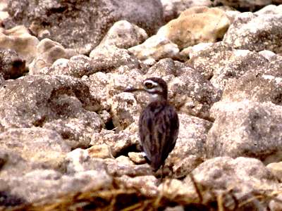spotted stone curlew