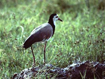 long-toed lapwing