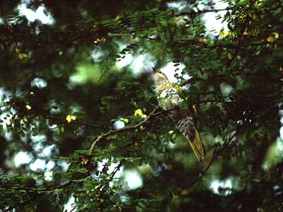 Black-cuckoo shrike