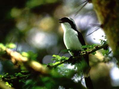 grey-backed fiscal