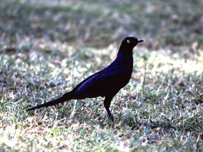 ruppel's long-tail starling