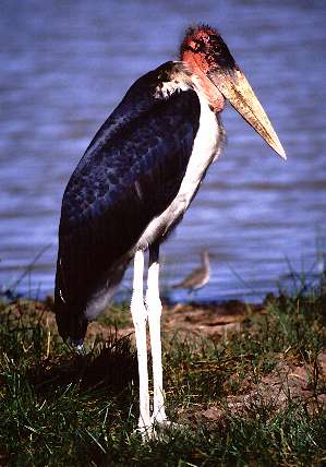 marabu stork