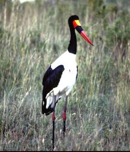 sadle-billed stork