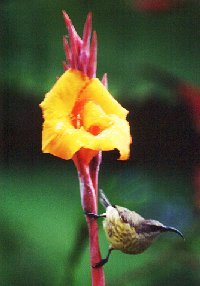 Female Bronze sunbird