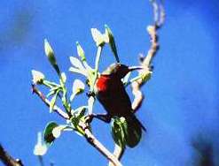 Hunters sunbird
