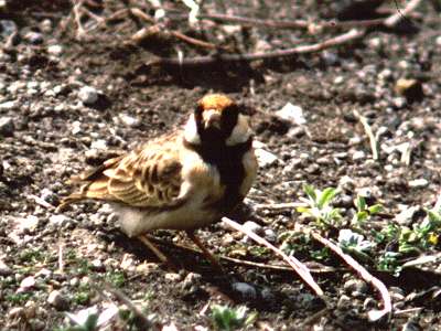 fisher's sparrow lark