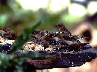 chestnut sparrow