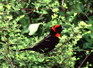 red-collared widow bird