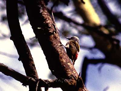 grey woodpecker